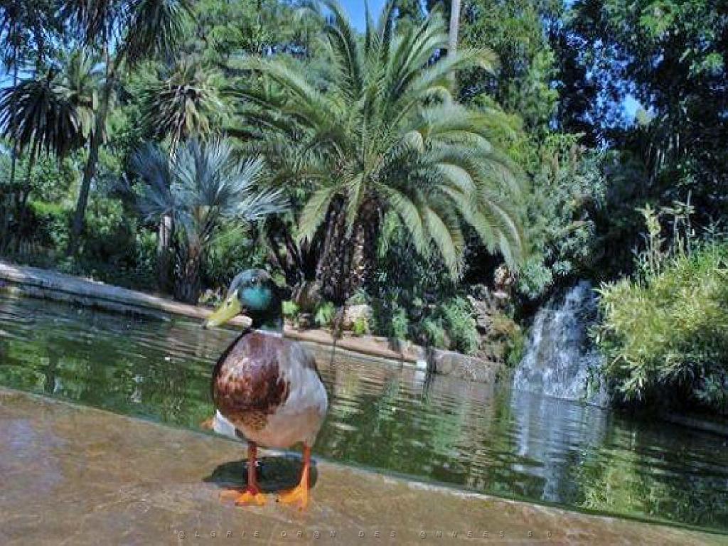 183 D35 PARC OLBIUS RIQUIER A HYERES_000006.jpg